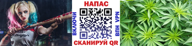 Конопля Ganja  Отрадная 